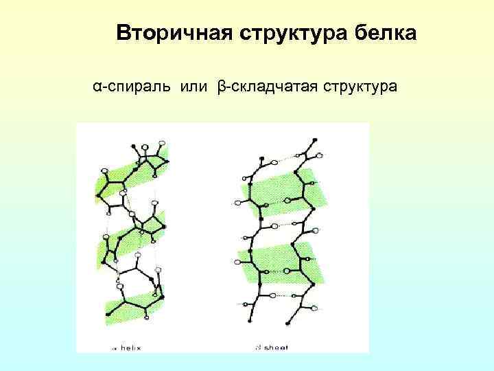 Вторичная структура белка α-спираль или β-складчатая структура 