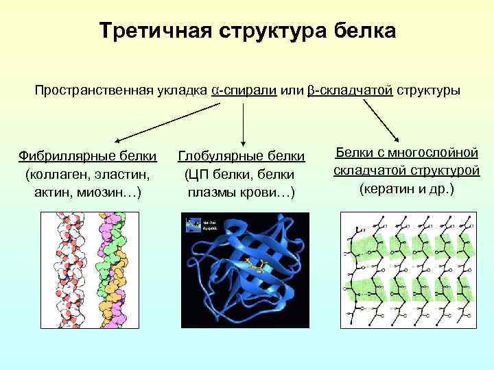 Третичная структура белка Пространственная укладка α-спирали или -складчатой структуры Фибриллярные белки (коллаген, эластин, актин,