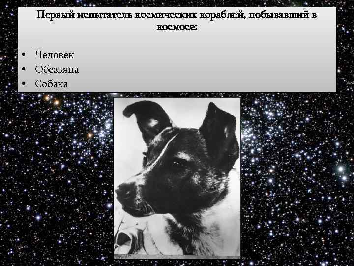 Первый испытатель космических кораблей, побывавший в космосе: • Человек • Обезьяна • Собака 