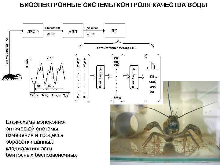 БИОЭЛЕКТРОННЫЕ СИСТЕМЫ КОНТРОЛЯ КАЧЕСТВА ВОДЫ Блок-схема волоконнооптической системы измерения и процесса обработки данных кардиоактивности