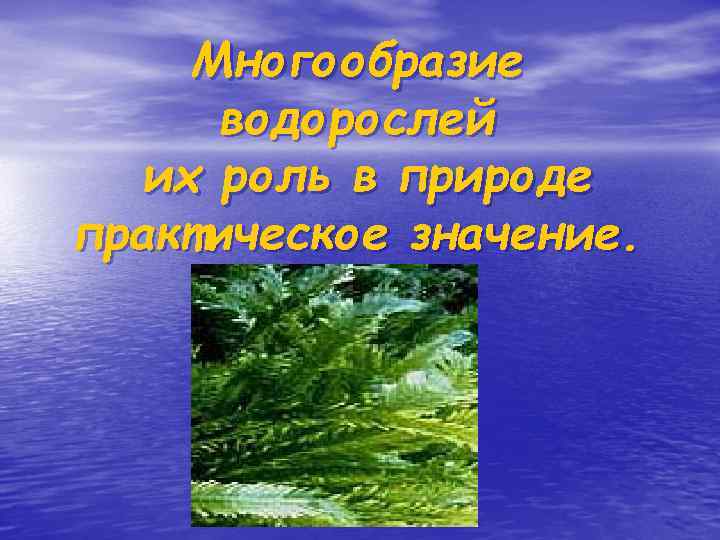 Многообразие водорослей их роль в природе практическое значение. 