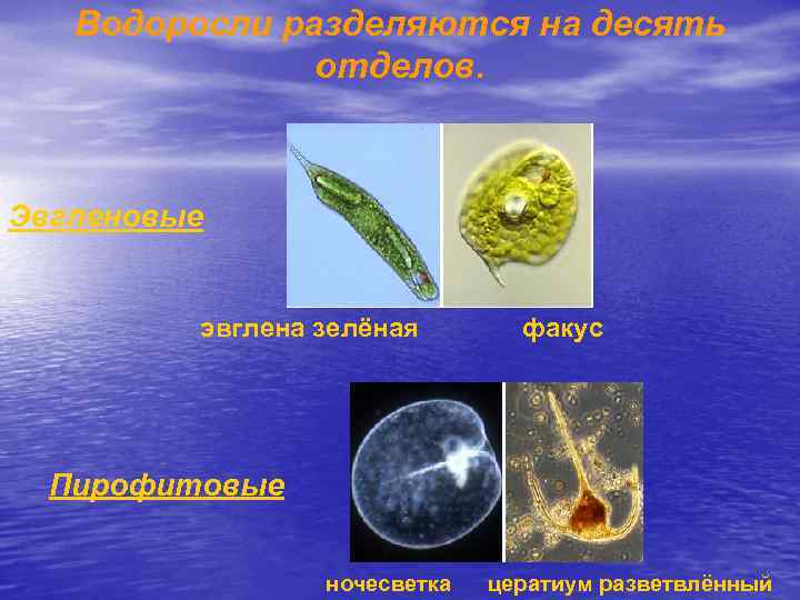 Водоросли разделяются на десять отделов. Эвгленовые эвглена зелёная факус Пирофитовые ночесветка цератиум разветвлённый 