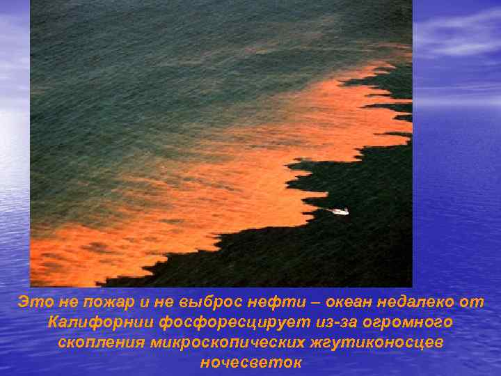 Это не пожар и не выброс нефти – океан недалеко от Калифорнии фосфоресцирует из-за