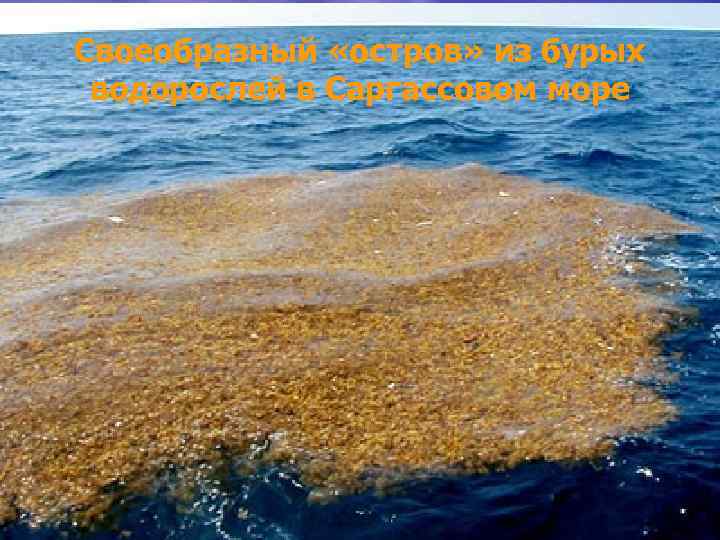 Своеобразный «остров» из бурых водорослей в Саргассовом море 