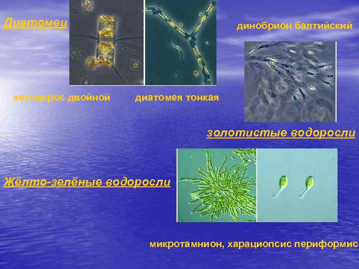 Диатомеи хетоцерос двойной динобрион балтийский диатомея тонкая золотистые водоросли Жёлто-зелёные водоросли микротамнион, харациопсис периформис