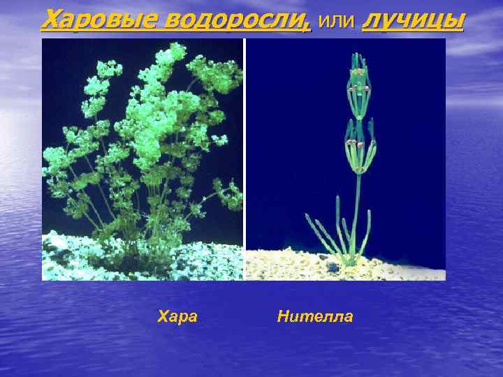 Харовые водоросли, или лучицы Хара Нителла 