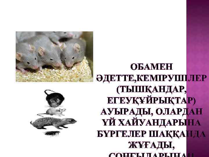 ОБАМЕН ӘДЕТТЕ, КЕМІРУШІЛЕР (ТЫШҚАНДАР, ЕГЕУҚҰЙРЫҚТАР) АУЫРАДЫ, ОЛАРДАН ҮЙ ХАЙУАНДАРЫНА БҮРГЕЛЕР ШАҚҚАНДА ЖҰҒАДЫ, 