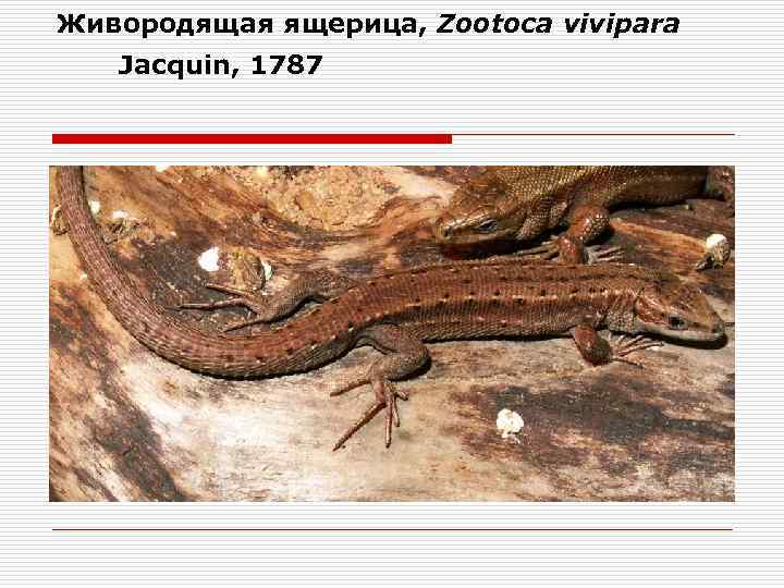 Живородящая ящерица, Zootoca vivipara Jacquin, 1787 