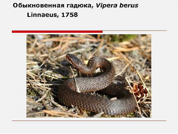 Обыкновенная гадюка, Vipera berus Linnaeus, 1758 