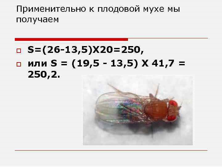 Применительно к плодовой мухе мы получаем o o S=(26 -13, 5)Х 20=250, или S