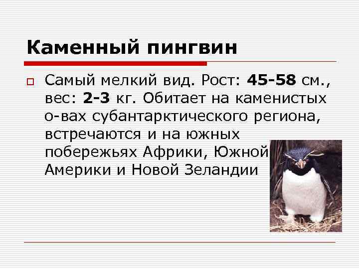 Каменный пингвин o Самый мелкий вид. Рост: 45 -58 см. , вес: 2 -3