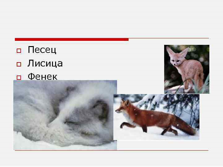 o o o Песец Лисица Фенек 
