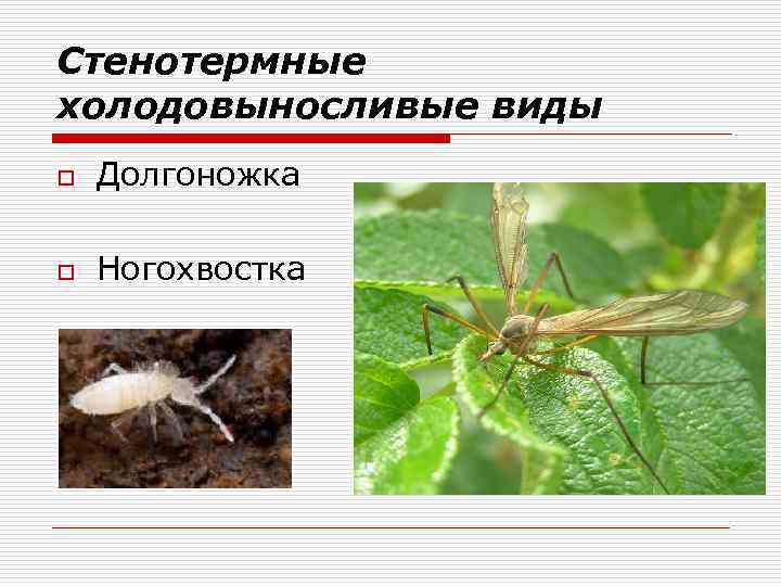 Стенотермные холодовыносливые виды o Долгоножка o Ногохвостка 