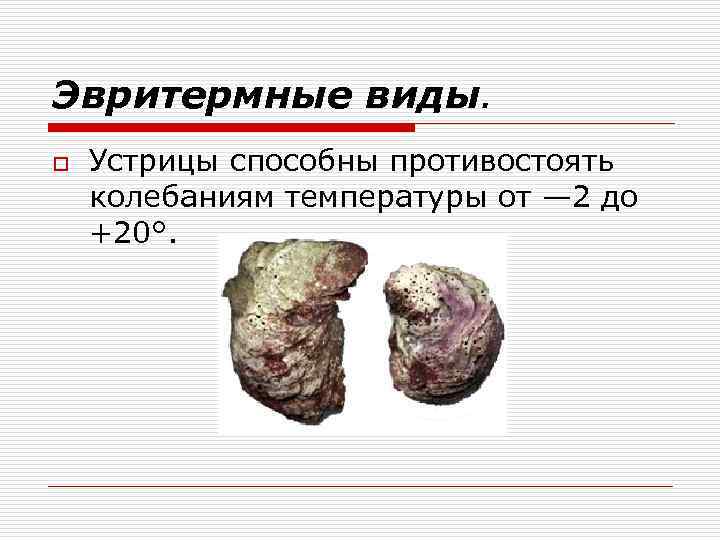 Эвритермные виды. o Устрицы способны противостоять колебаниям температуры от — 2 до +20°. 