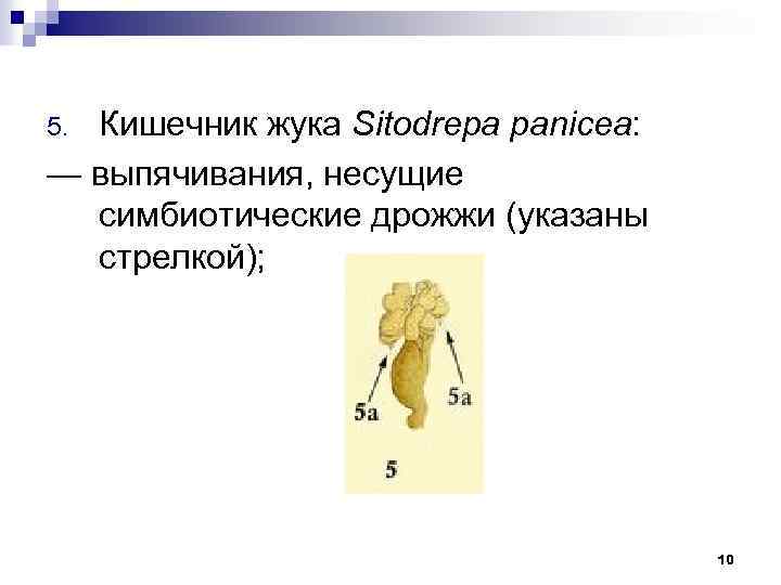 Кишечник жука Sitodrepa panicea: — выпячивания, несущие симбиотические дрожжи (указаны стрелкой); 5. 10 