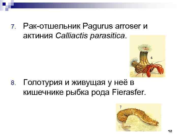 7. Рак-отшельник Pagurus arroser и актиния Calliactis parasitica. 8. Голотурия и живущая у неё