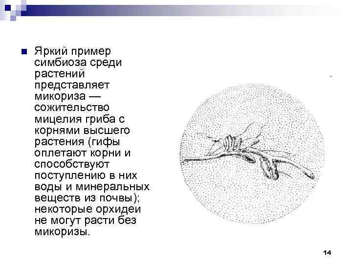 n Яркий пример симбиоза среди растений представляет микориза — сожительство мицелия гриба с корнями