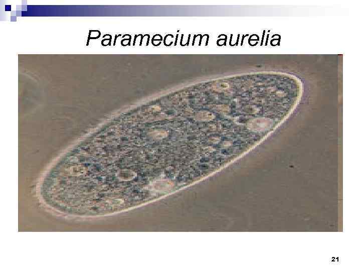 Paramecium aurelia 21 