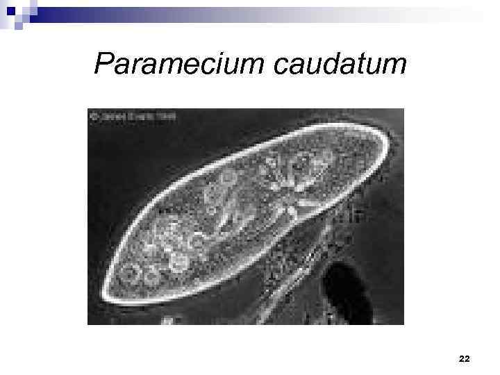 Paramecium caudatum 22 