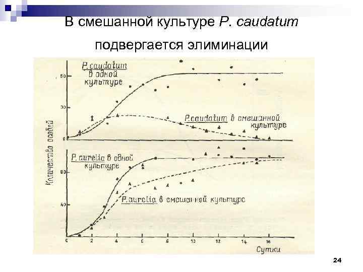 В смешанной культуре P. caudatum подвергается элиминации 24 