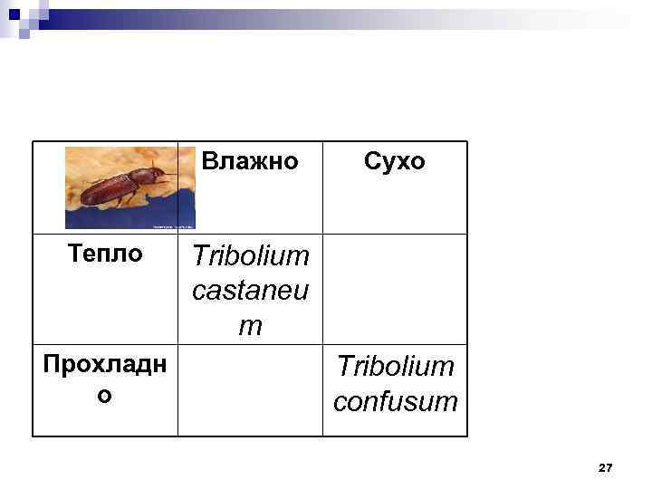 Влажно Тепло Прохладн о Сухо Tribolium castaneu m Tribolium confusum 27 