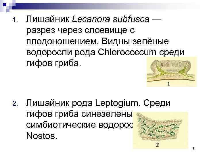 1. Лишайник Lecanora subfusca — разрез через слоевище с плодоношением. Видны зелёные водоросли рода