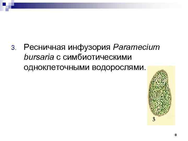 3. Ресничная инфузория Paramecium bursaria с симбиотическими одноклеточными водорослями. 8 