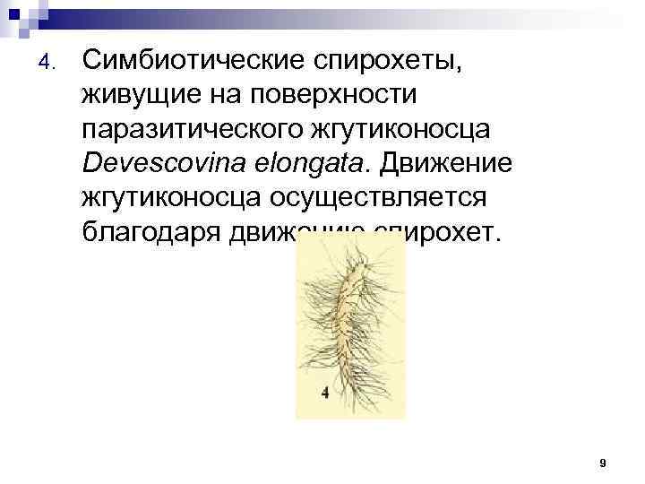 4. Симбиотические спирохеты, живущие на поверхности паразитического жгутиконосца Devescovina elongata. Движение жгутиконосца осуществляется благодаря