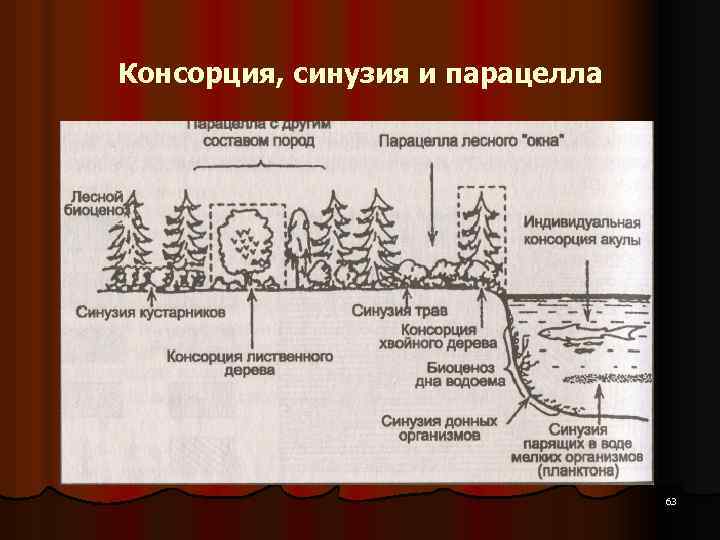 Консорция, синузия и парацелла 63 