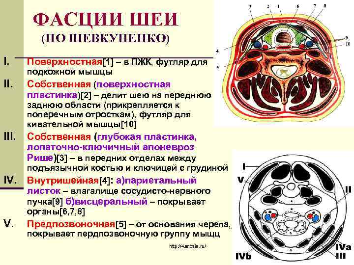 ФАСЦИИ ШЕИ (ПО ШЕВКУНЕНКО) I. II. IV. Поверхностная[1] – в ПЖК, футляр для подкожной