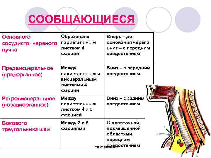 СООБЩАЮЩИЕСЯ Образовано Основного сосудисто- нервного париетальным листком 4 пучка фасции Вверх – до основания