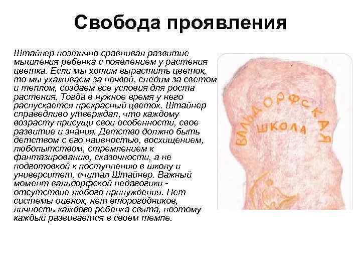 Свобода проявления Штайнер поэтично сравнивал развитие мышления ребенка с появлением у растения цветка. Если
