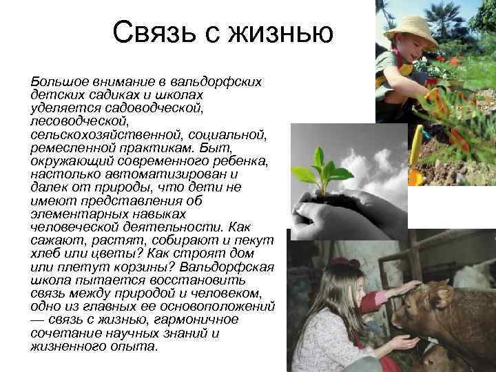 Связь с жизнью Большое внимание в вальдорфских детских садиках и школах уделяется садоводческой, лесоводческой,