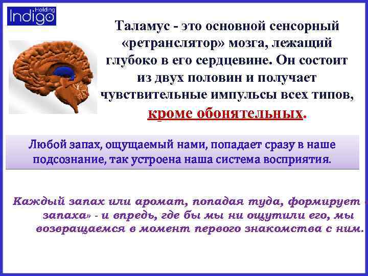 Таламус - это основной сенсорный «ретранслятор» мозга, лежащий глубоко в его сердцевине. Он состоит