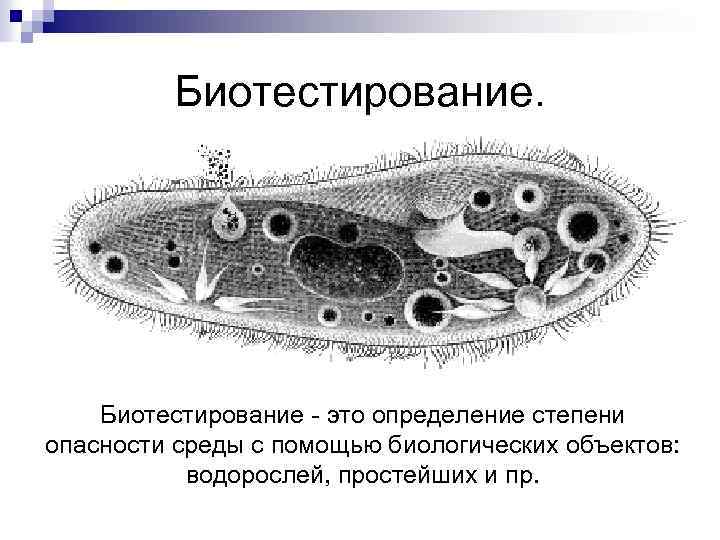 Биотестирование. Бактерии в биотестировании. Простейшие в биотестировании. Биотестирование на инфузориях. Схема биотестирования.