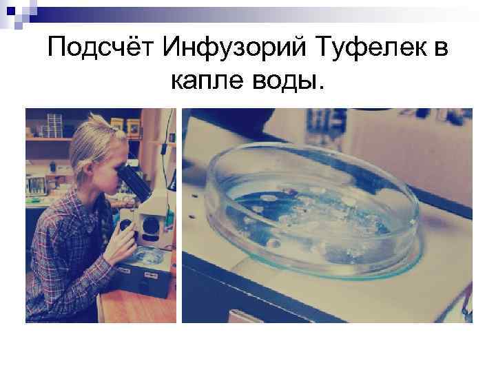 Подсчёт Инфузорий Туфелек в капле воды. 