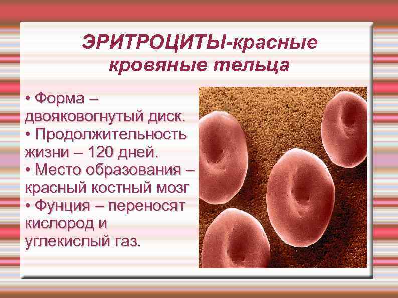 ЭРИТРОЦИТЫ-красные кровяные тельца • Форма – двояковогнутый диск. • Продолжительность жизни – 120 дней.