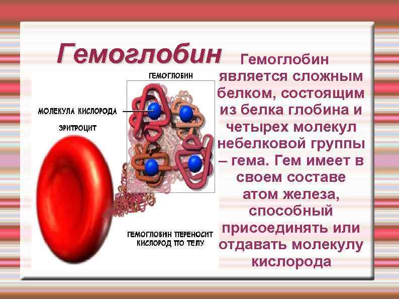 Гемоглобин является сложным белком, состоящим из белка глобина и четырех молекул небелковой группы –