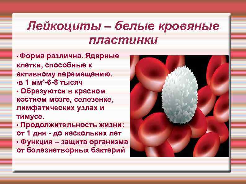 Лейкоциты – белые кровяные пластинки Форма различна. Ядерные клетки, способные к активному перемещению. •