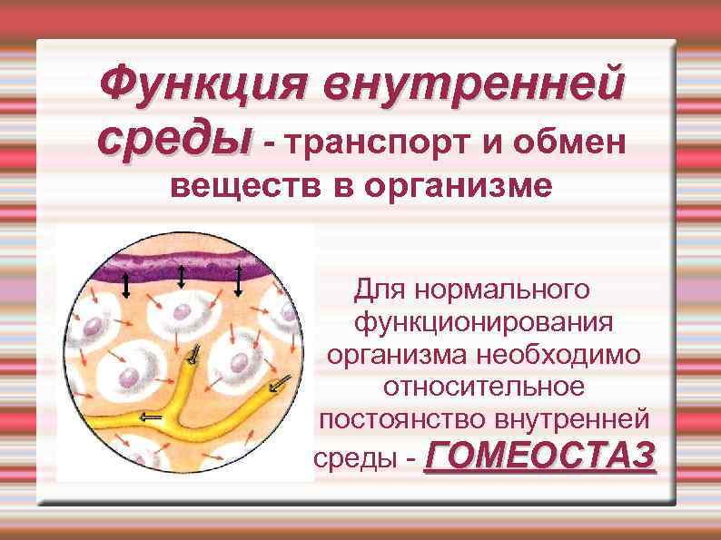 Функция внутренней среды - транспорт и обмен веществ в организме Для нормального функционирования организма