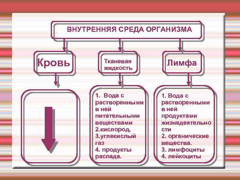 Внутренняя среда организма схема