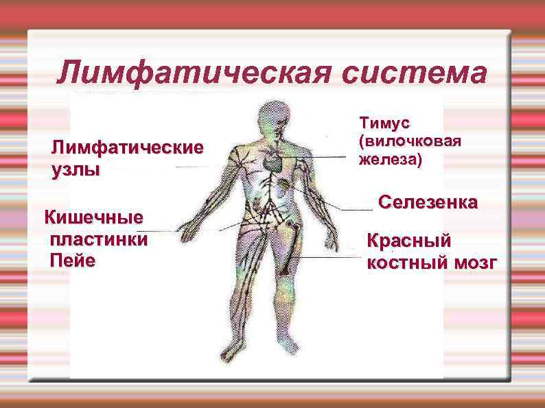 Лимфатическая система Лимфатические узлы Кишечные пластинки Пейе Тимус (вилочковая железа) Селезенка Красный костный мозг