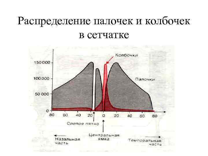 Распределение палочек и колбочек в сетчатке 