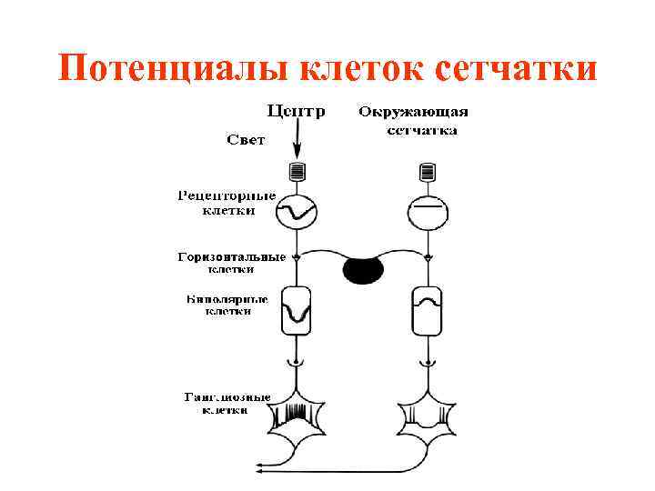 Потенциалы клеток сетчатки 