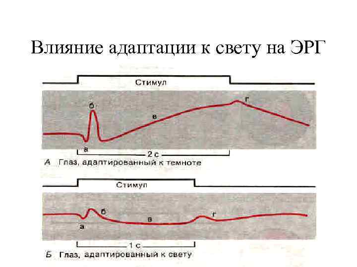 Влияние адаптации к свету на ЭРГ 