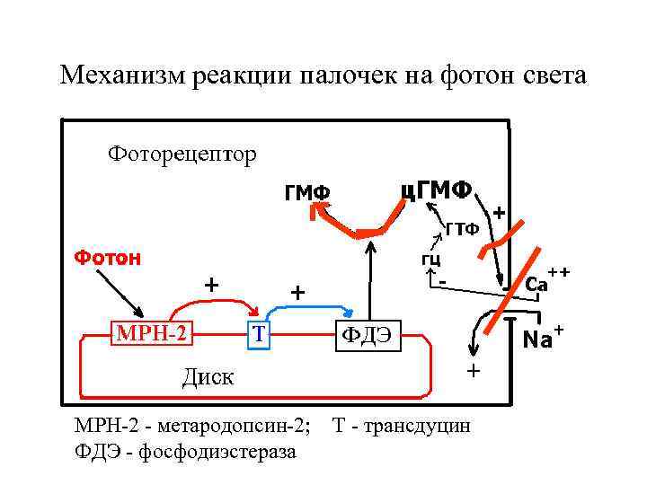 Механизм реакции палочек на фотон света МРН-2 - метародопсин-2; ФДЭ - фосфодиэстераза Т -