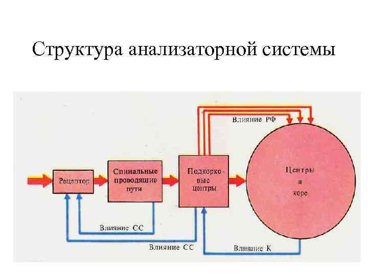 Структура анализаторной системы 