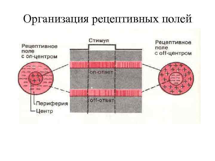 Организация рецептивных полей 