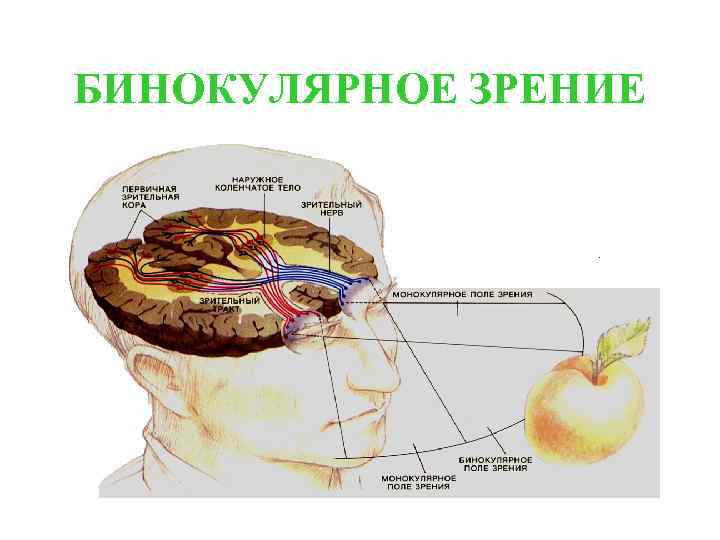 БИНОКУЛЯРНОЕ ЗРЕНИЕ 