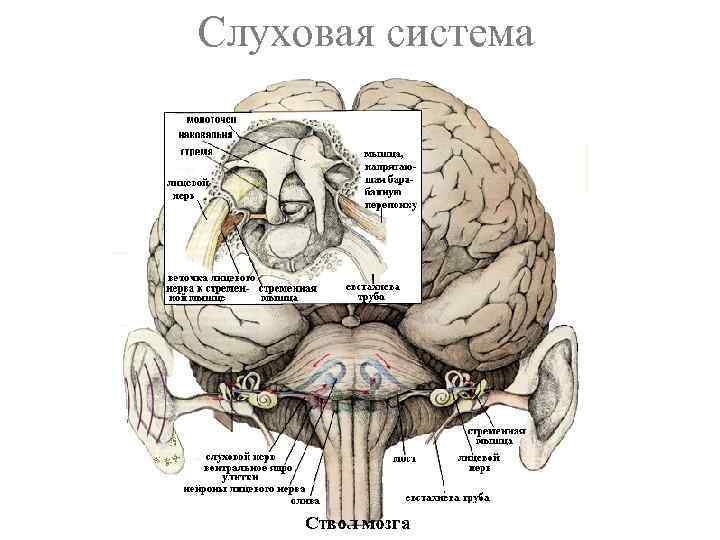 Слуховая система 